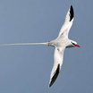 Red-billed Tropicbird